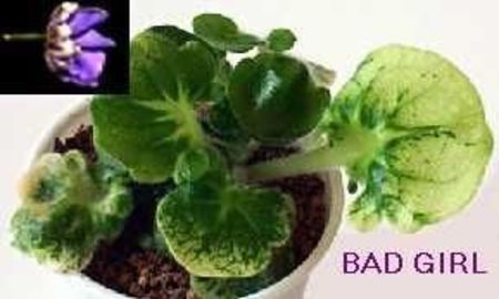 poza net - Senk s Bad Girl