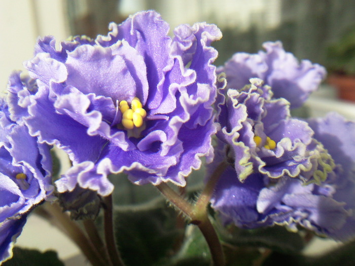 Photo0867 - VIOLETE AFRICANE saintpaulia  2010-2011                                                             