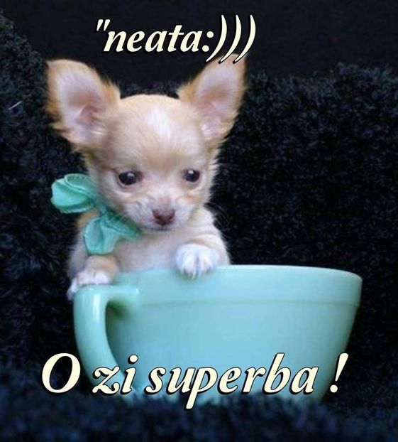 Rico Cristea - Dunarea Galati Istorie Part 2