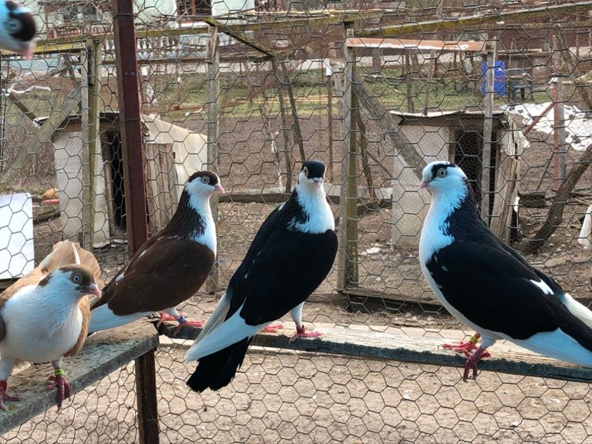  - 02 de prin volieră