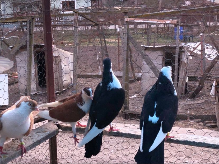  - 02 de prin volieră