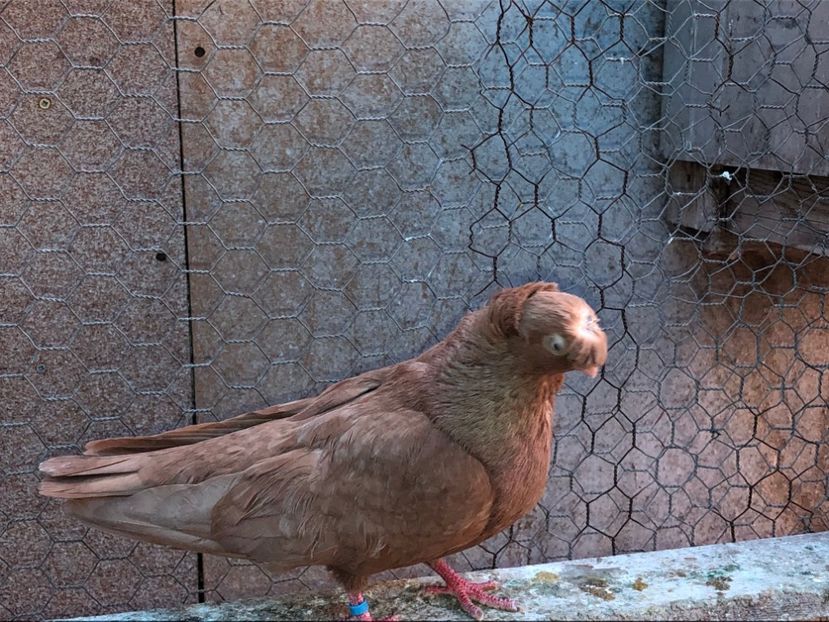  - 02 de prin volieră