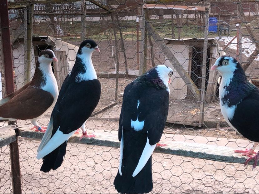  - 02 de prin volieră