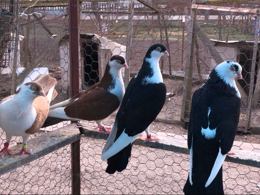  - 02 de prin volieră