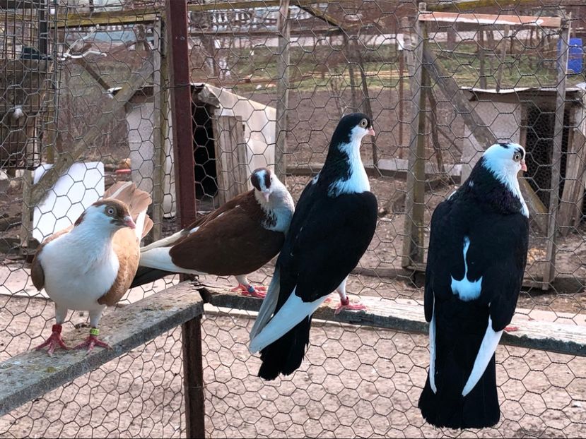  - 02 de prin volieră