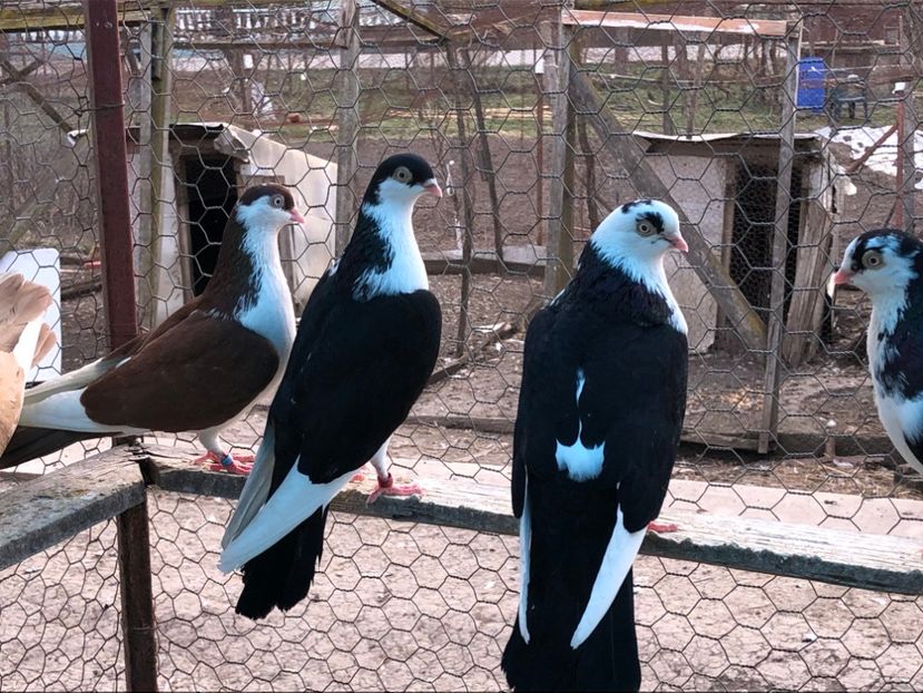  - 02 de prin volieră