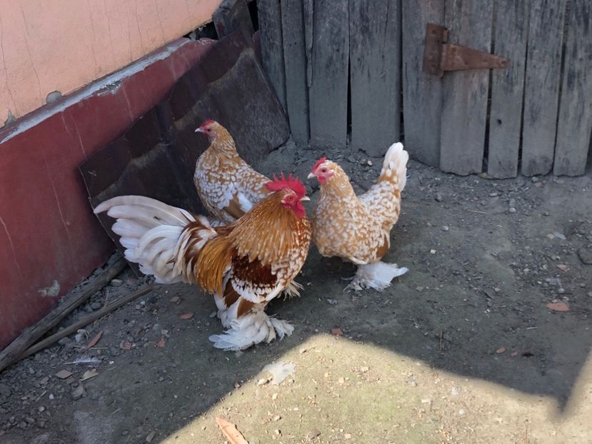  - Gaini matca 2019