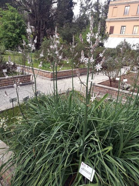  - 2019 Gradina botanica Roma