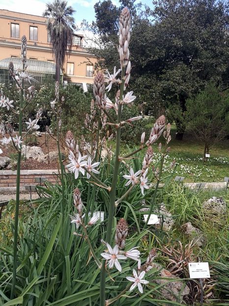  - 2019 Gradina botanica Roma