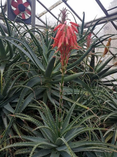  - 2019 Gradina botanica Roma