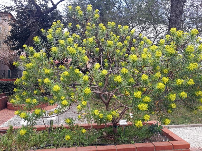  - 2019 Gradina botanica Roma