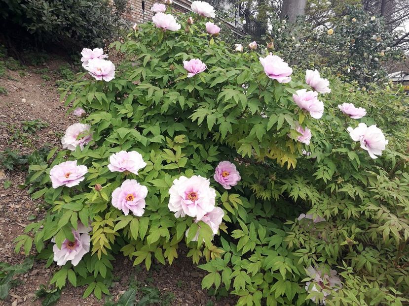  - 2019 Gradina botanica Roma