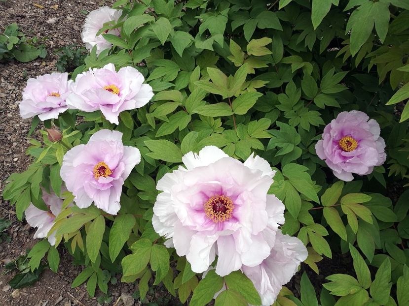  - 2019 Gradina botanica Roma