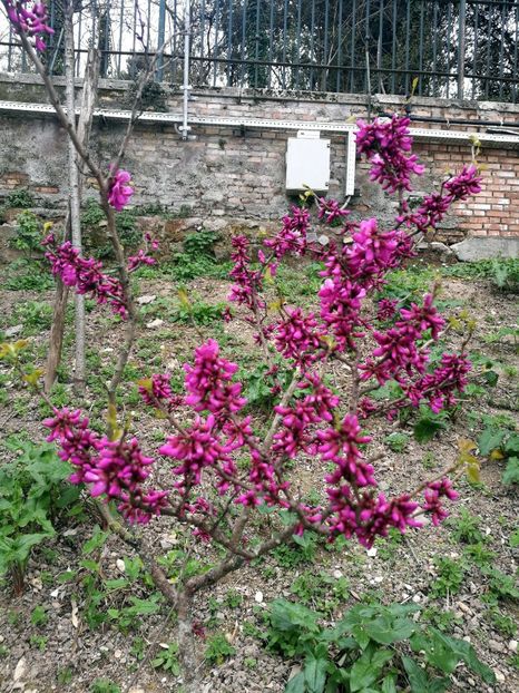  - 2019 Gradina botanica Roma