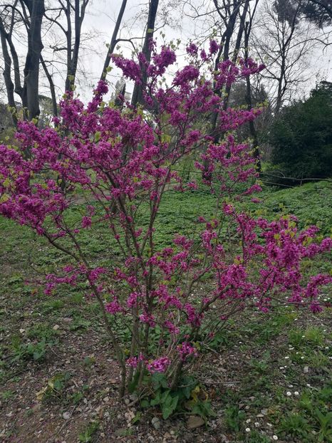  - 2019 Gradina botanica Roma