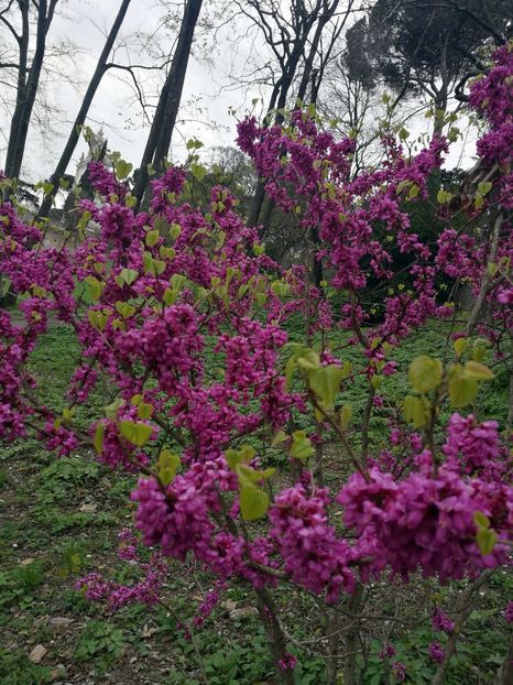  - 2019 Gradina botanica Roma