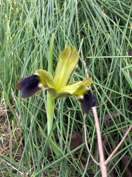  - 2019 Gradina botanica Roma