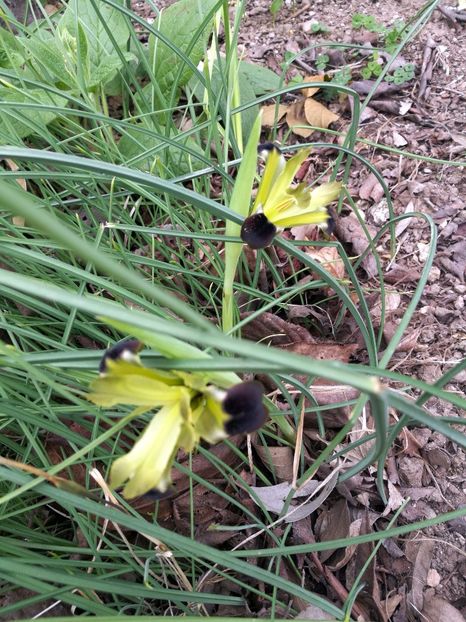  - 2019 Gradina botanica Roma