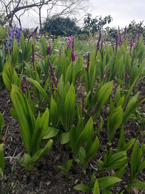  - 2019 Gradina botanica Roma