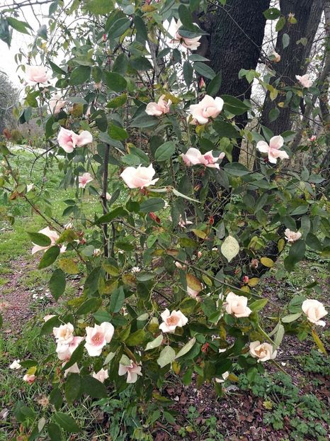  - 2019 Gradina botanica Roma