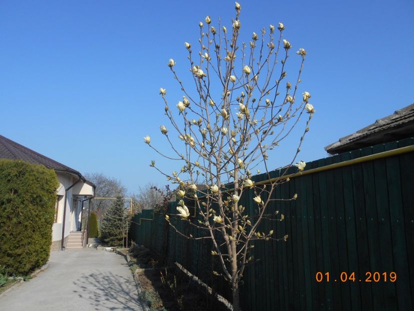 magnolia Yelow river care s-a decolorat - 2Primavara2019