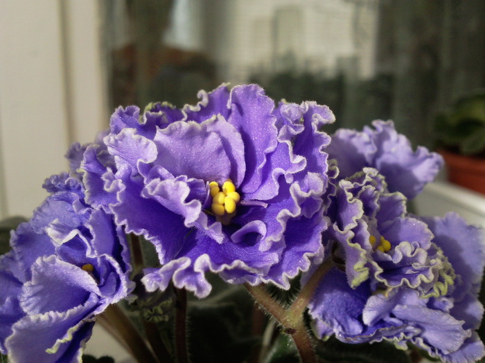 Photo0868 - VIOLETE AFRICANE saintpaulia  2010-2011                                                             