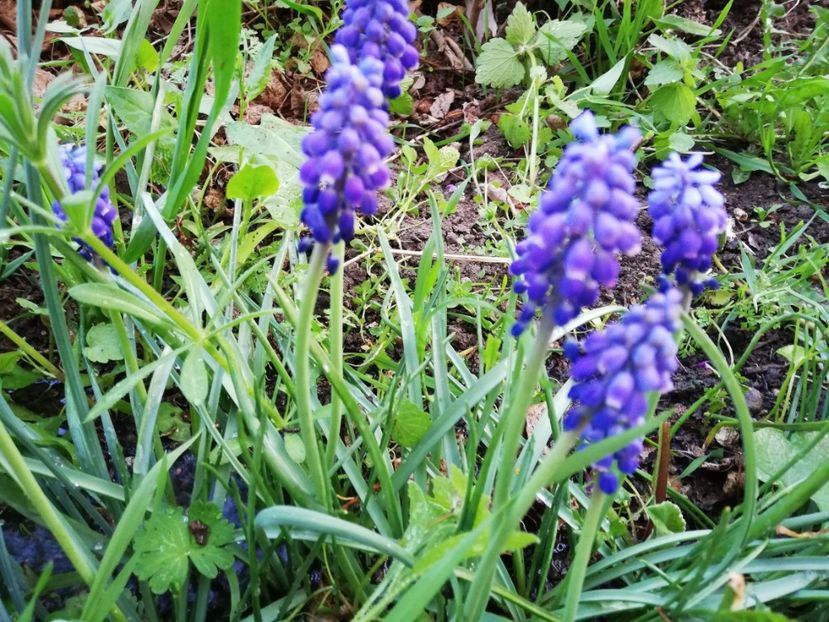  - 00- 2019- De primavara