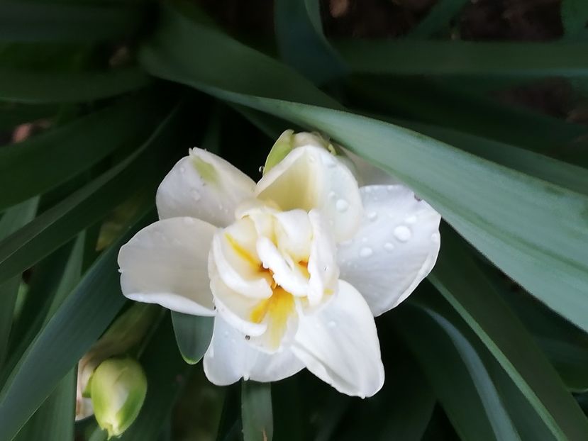  - 00- 2019- De primavara