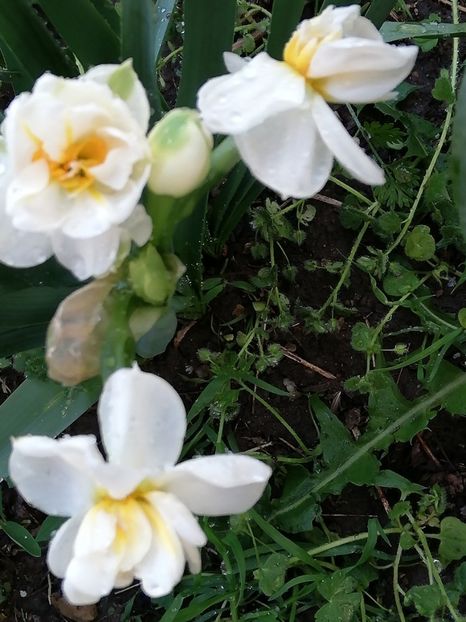  - 00- 2019- De primavara