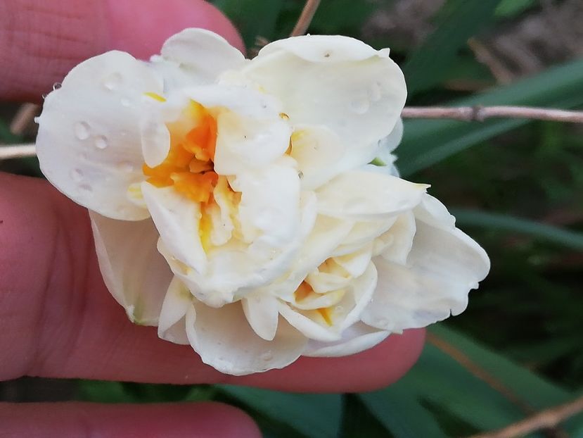  - 00- 2019- De primavara