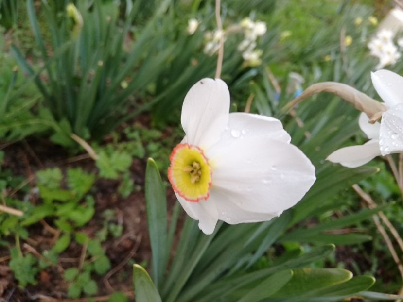  - 00- 2019- De primavara