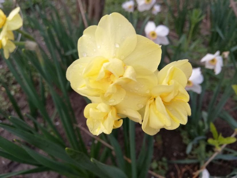  - 00- 2019- De primavara