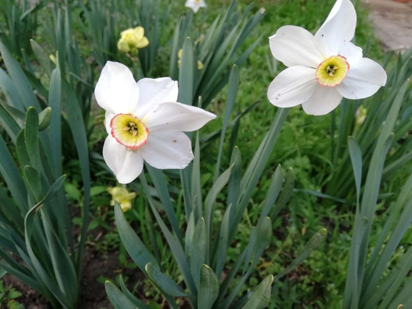  - 00- 2019- De primavara