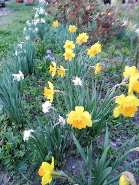  - 00- 2019- De primavara