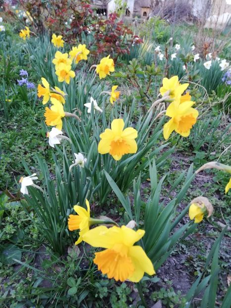  - 00- 2019- De primavara