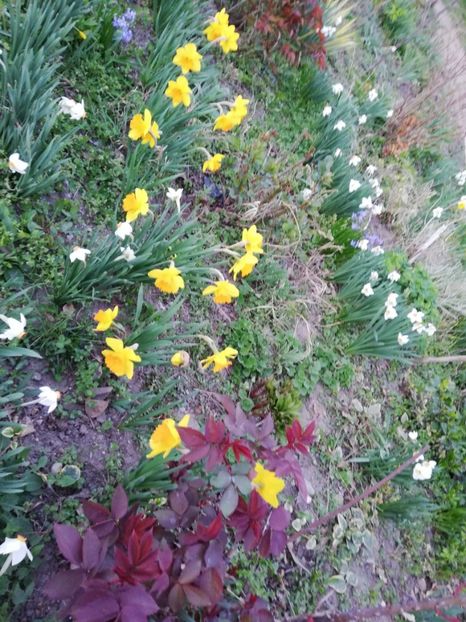  - 00- 2019- De primavara