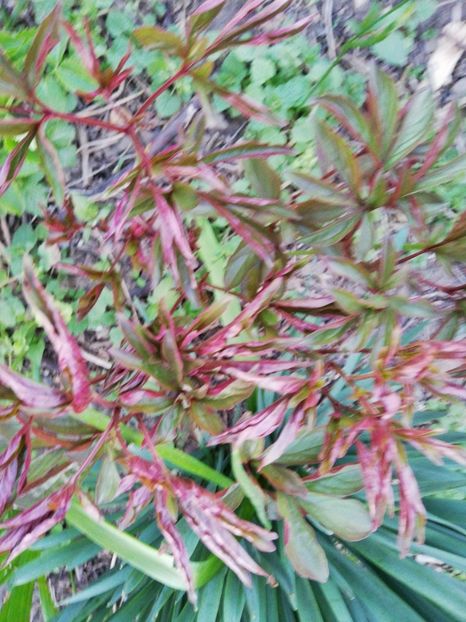  - 00- 2019- De primavara