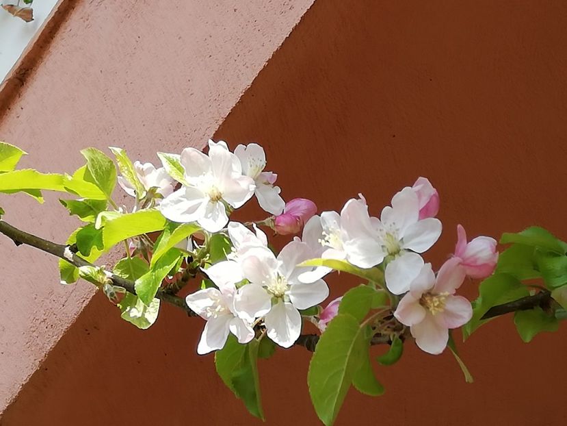  - 00- 2019- De primavara