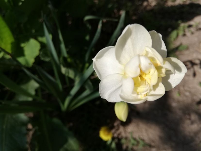  - 00- 2019- De primavara