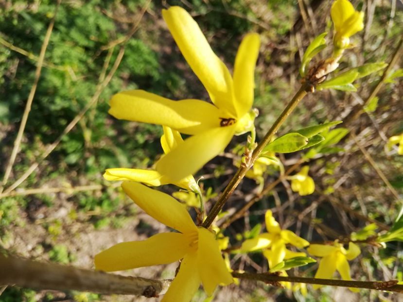  - 00- 2019- De primavara