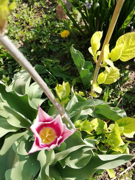  - 00- 2019- De primavara