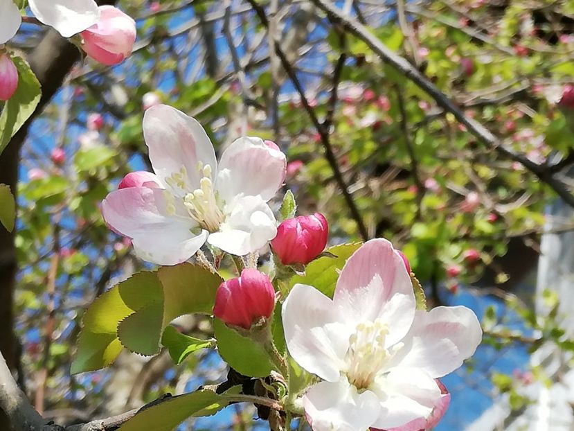  - 00- 2019- De primavara