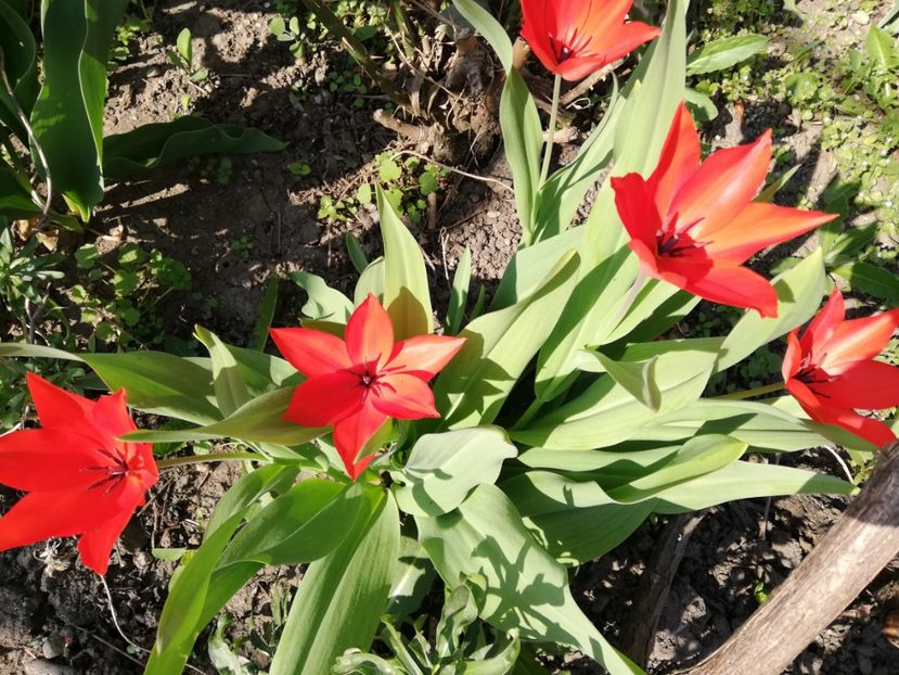  - 00- 2019- De primavara