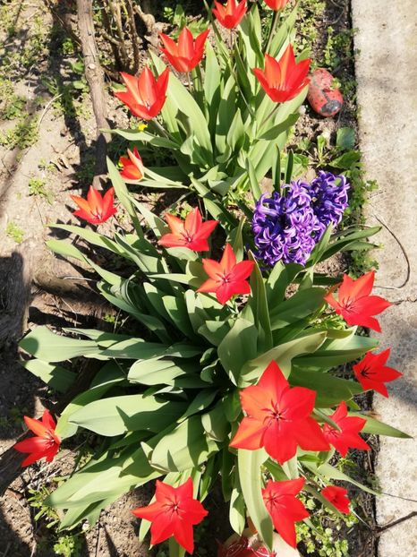  - 00- 2019- De primavara