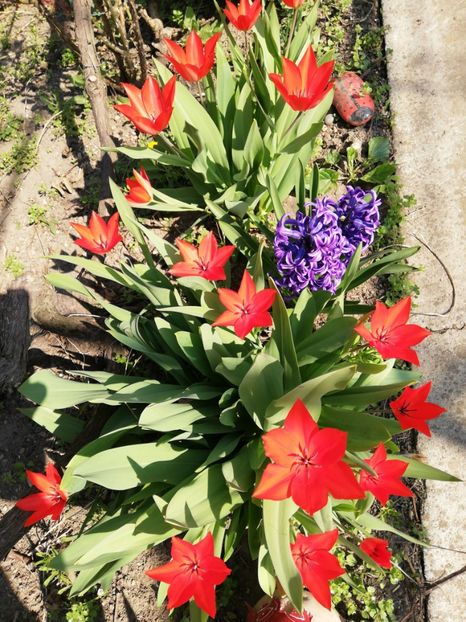  - 00- 2019- De primavara