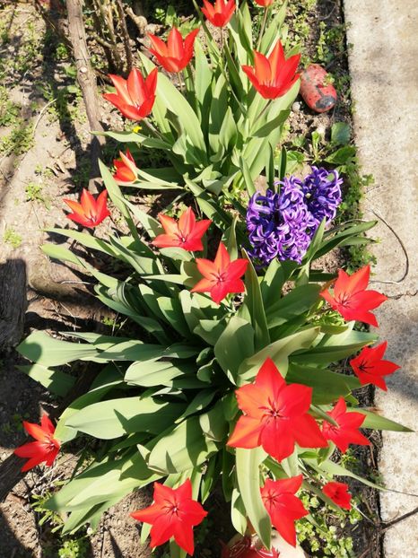  - 00- 2019- De primavara