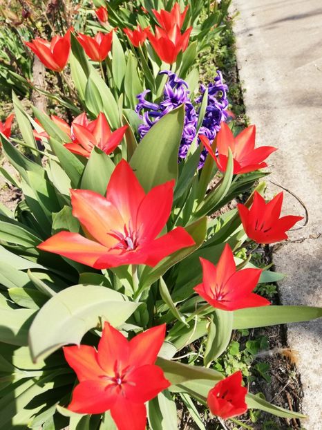  - 00- 2019- De primavara