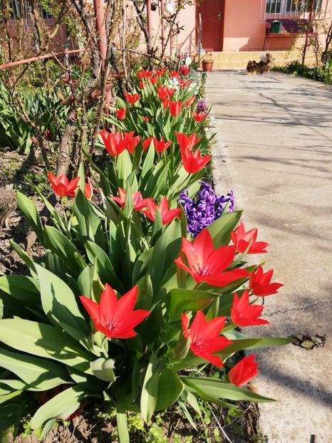  - 00- 2019- De primavara