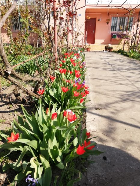  - 00- 2019- De primavara