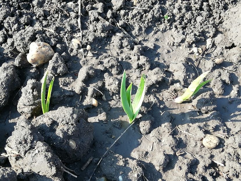  - 00- 2019- De primavara